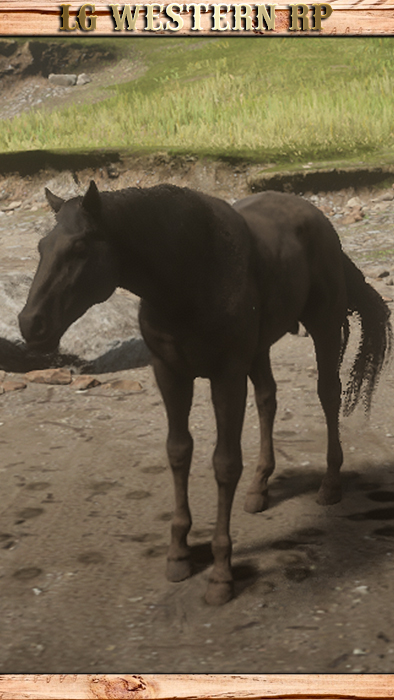 A_C_Horse_AmericanStandardbred_Black