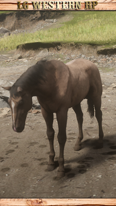 A_C_Horse_AmericanStandardbred_Buckskin_