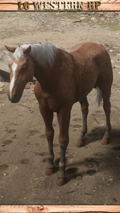 A_C_Horse_AmericanStandardbred_PalominoDapple A_C_Horse_AmericanStandardbred_PalominoDapple