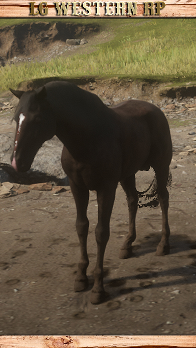 A_C_Horse_Andalusian_DarkBay