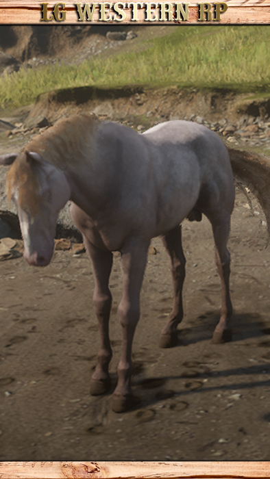 A_C_Horse_Andalusian_Perlino