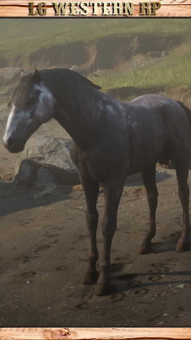 A_C_Horse_Andalusian_RoseGray