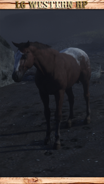 A_C_Horse_Appaloosa_Blanket