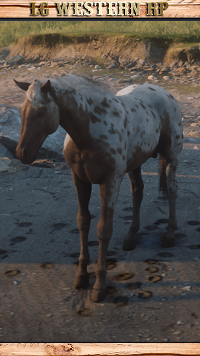 A_C_Horse_Appaloosa_BrownLeopard