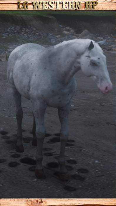 A_C_Horse_Appaloosa_FewSpotted_PC