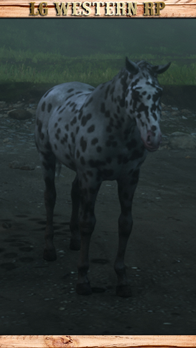 A_C_Horse_Appaloosa_Leopard