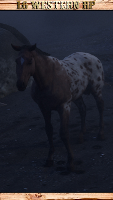 A_C_Horse_Appaloosa_LeopardBlanket