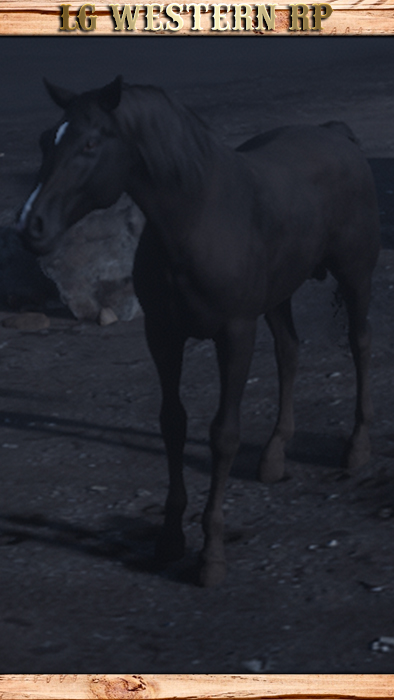 A_C_Horse_Arabian_Black