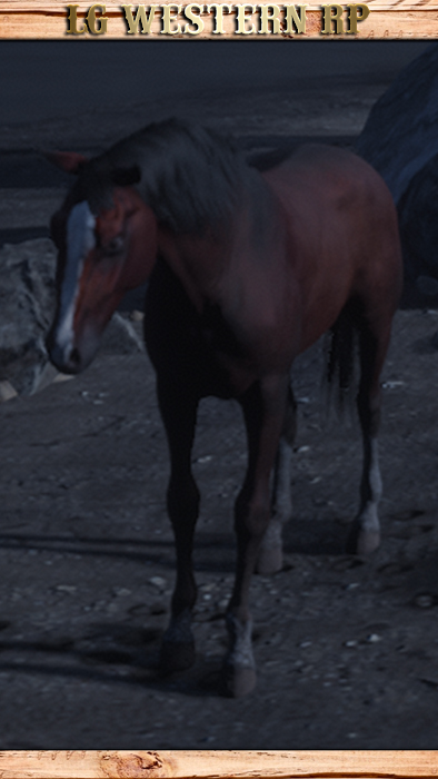 A_C_Horse_Arabian_RedChestnut