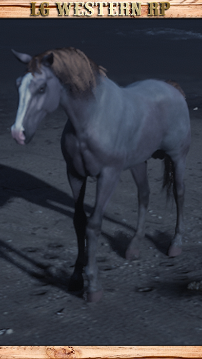 A_C_Horse_Arabian_RoseGreyBay