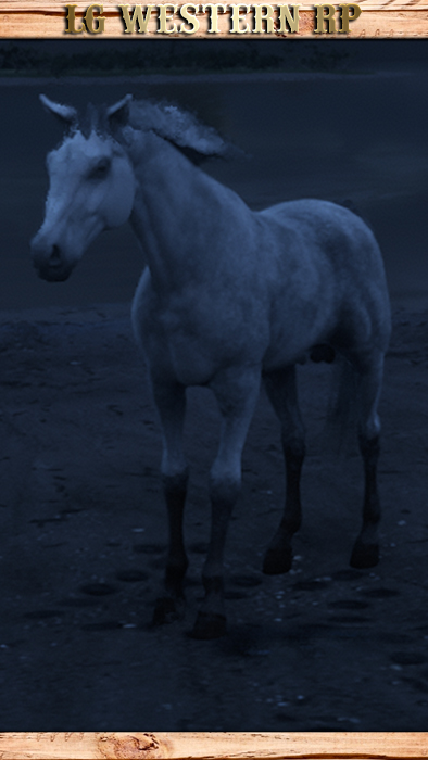 A_C_Horse_Arabian_White Animal