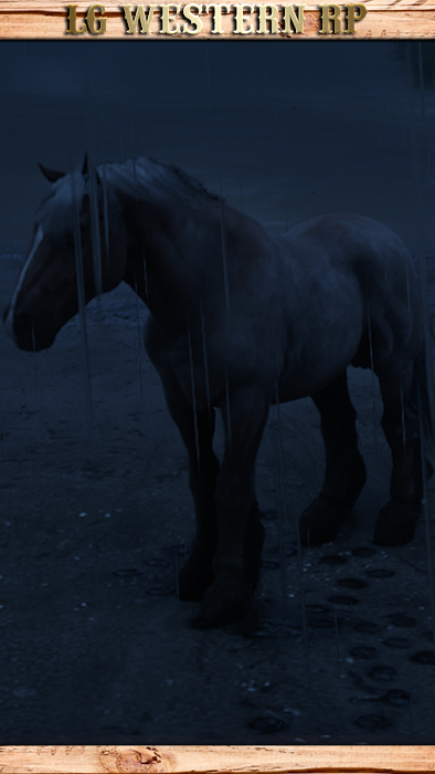 A_C_Horse_Ardennes_BayRoan