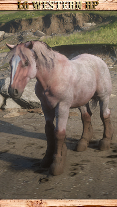A_C_Horse_Breton_RedRoan