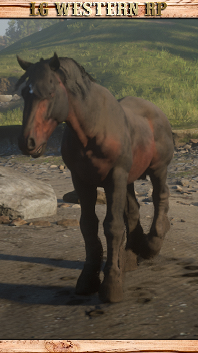 A_C_Horse_Breton_SealBrown_