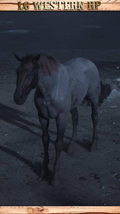 A_C_Horse_DutchWarmblood_ChocolateRoan_