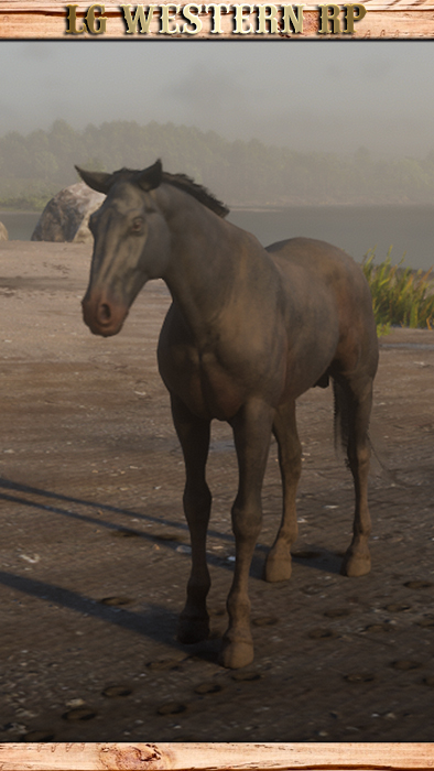 A_C_Horse_DutchWarmblood_SealBrown