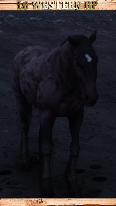 A_C_Horse_Gang_Sadie_EndlessSummer_