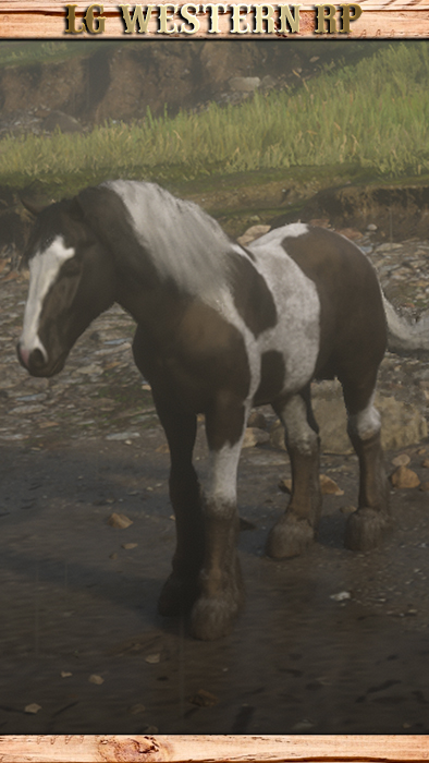A_C_Horse_GypsyCob_Piebald