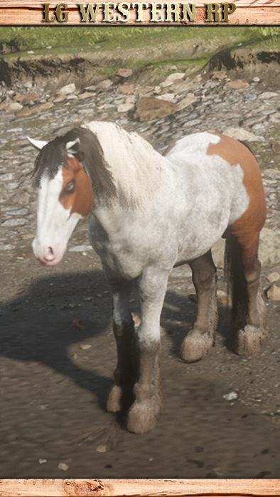 A_C_Horse_GypsyCob_SplashedBay_