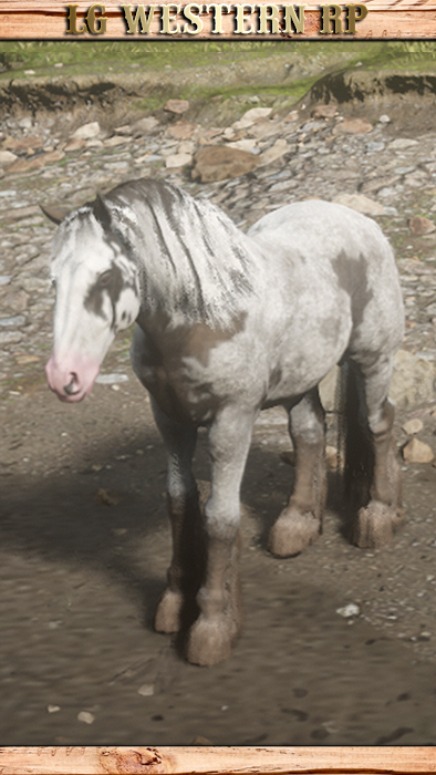 A_C_Horse_GypsyCob_SplashedPiebald
