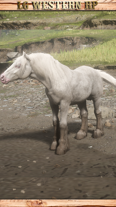 A_C_Horse_GypsyCob_WhiteBlagdon