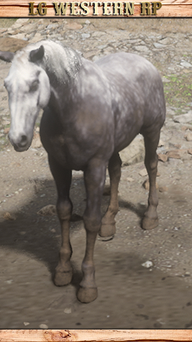 A_C_Horse_HungarianHalfbred_DarkDappleGrey