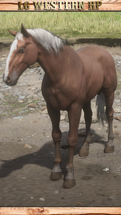 A_C_Horse_HungarianHalfbred_FlaxenChestnutA_C_Horse_HungarianHalfbred_FlaxenChestnut