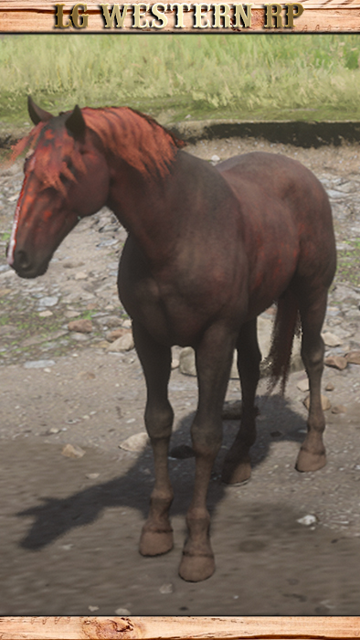 A_C_Horse_HungarianHalfbred_LiverChestnut