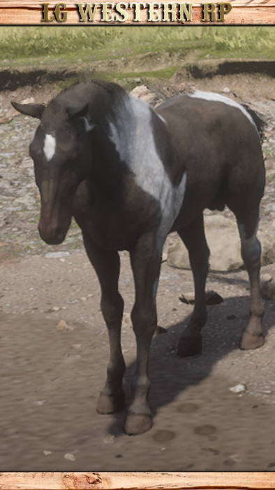 A_C_Horse_HungarianHalfbred_PiebaldTobiano