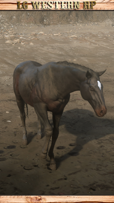 A_C_Horse_John_EndlessSummer_