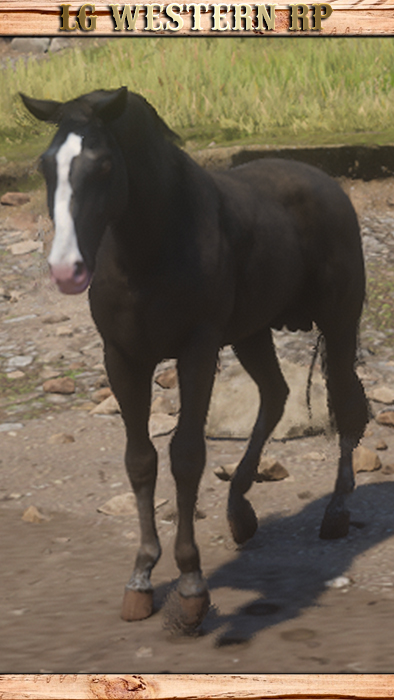 A_C_Horse_KentuckySaddle_Black