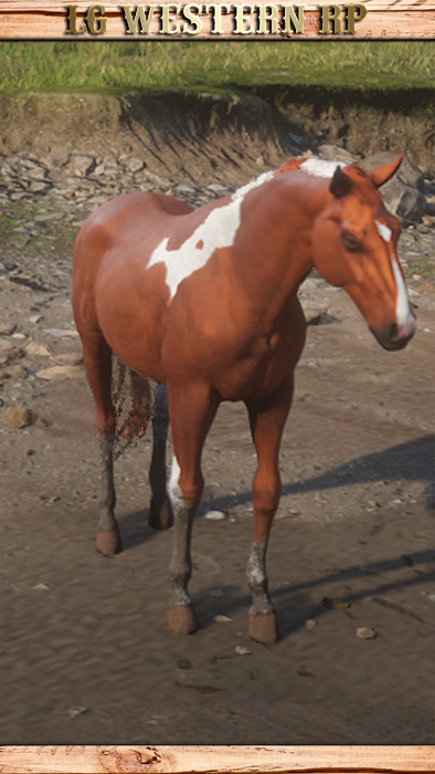A_C_Horse_KentuckySaddle_ChestnutPinto