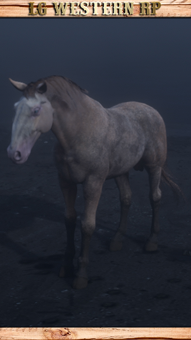 A_C_Horse_Kladruber_Cremello_