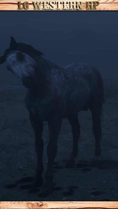 A_C_Horse_Kladruber_DappleRoseGrey_