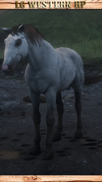 A_C_Horse_Kladruber_Silver_