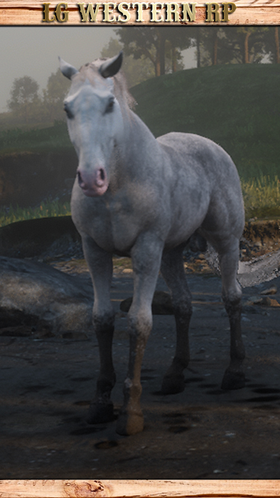 A_C_Horse_Kladruber_White_