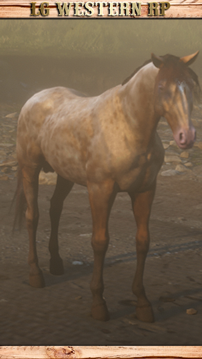 A_C_Horse_MissouriFoxTrotter_AmberChampagne