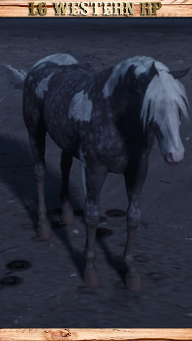 A_C_Horse_MissouriFoxTrotter_SilverDapplePinto