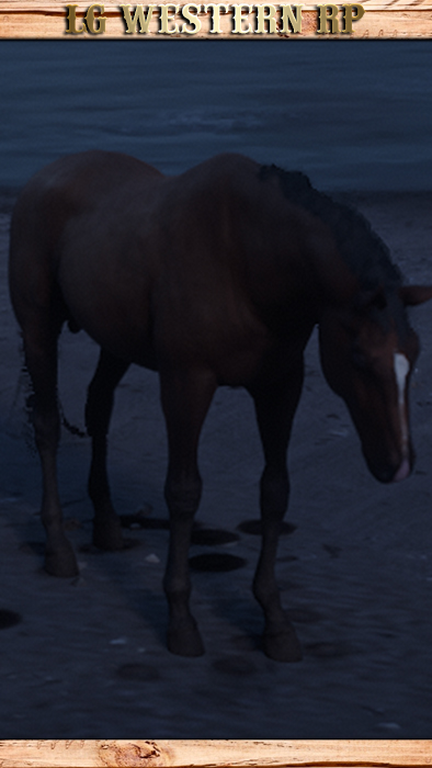 A_C_Horse_Morgan_BayA_C_Horse_Morgan_Bay