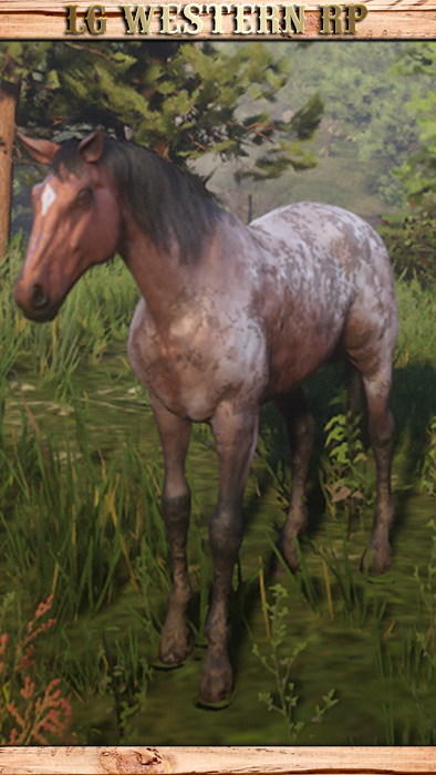 A_C_Horse_Morgan_BayRoan
