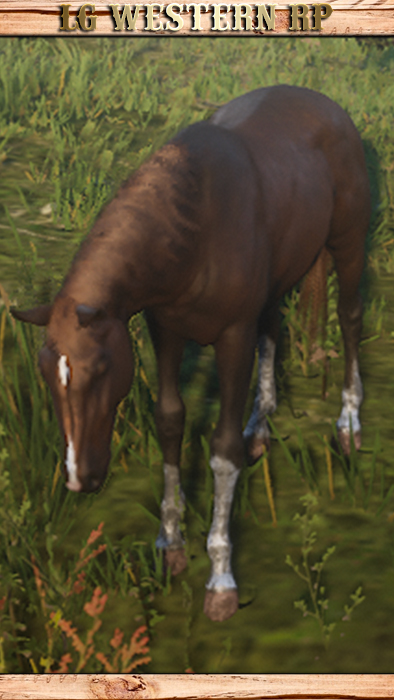 A_C_Horse_Morgan_BayRoan