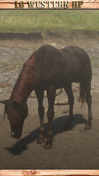 A_C_Horse_Morgan_LiverChestnut_PC