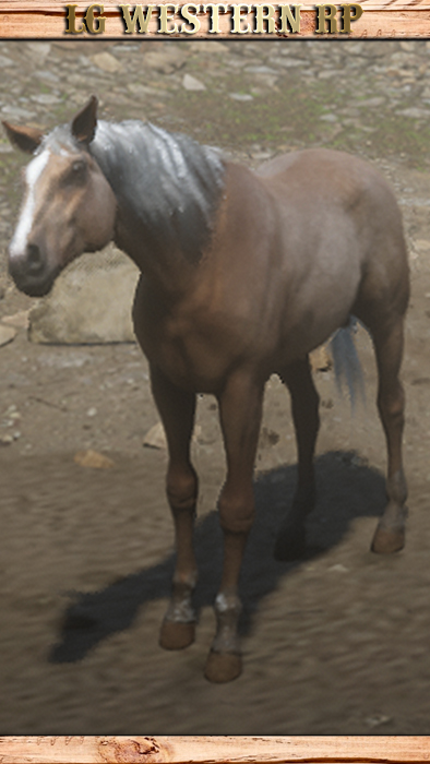 A_C_Horse_Morgan_Palomino