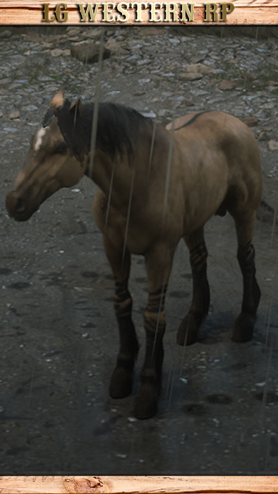 A_C_Horse_Mustang_GoldenDun