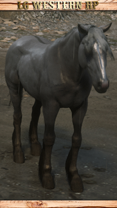 A_C_Horse_Mustang_GrulloDun