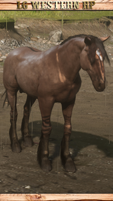A_C_Horse_Mustang_TigerStripedBay