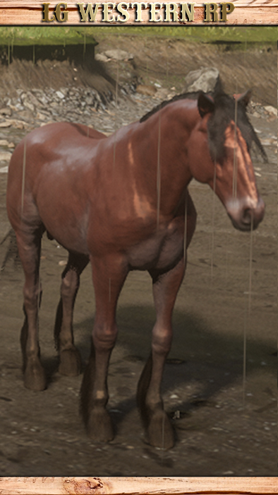 A_C_Horse_Mustang_WildBay