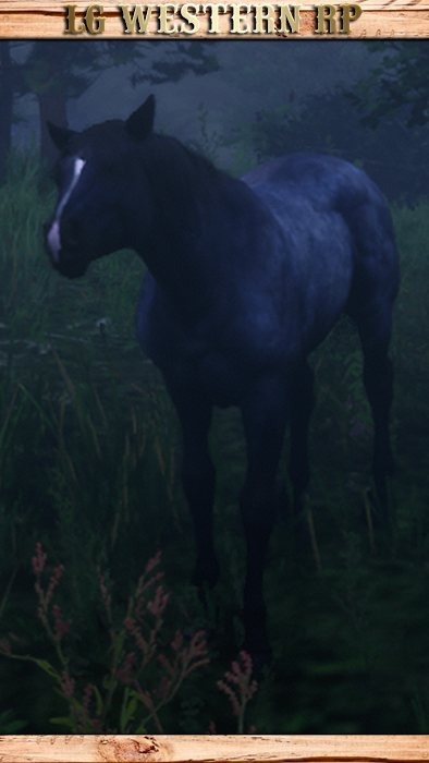 A_C_Horse_Nokota_BlueRoan