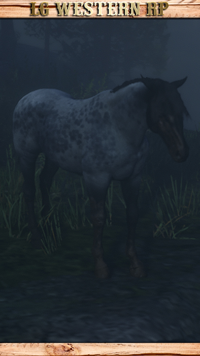 A_C_Horse_Nokota_ReverseDappleRoan