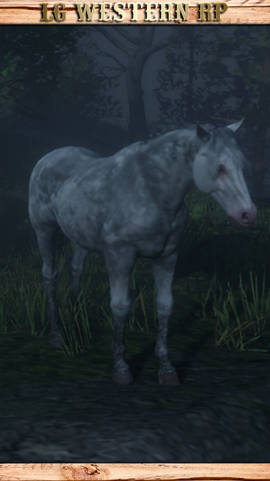 A_C_Horse_Nokota_WhiteRoan